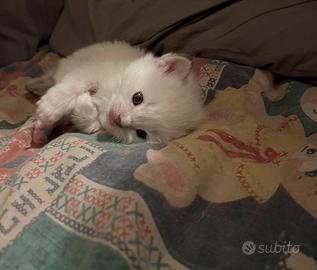 Ragdoll con pedigree