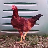 Gallo