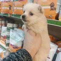 Cucciolo di volpino piccolo