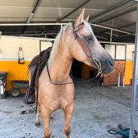 Cavallo Qh