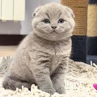 Scottish fold blu