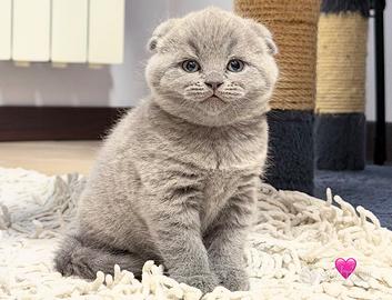 Scottish fold blu