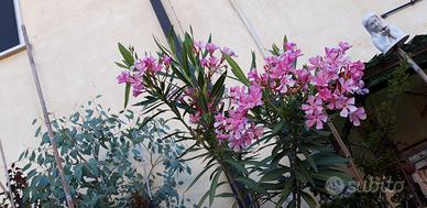 PIANTA IN VASO OLEANDRO