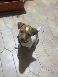 Cucciolo di jack Rassel