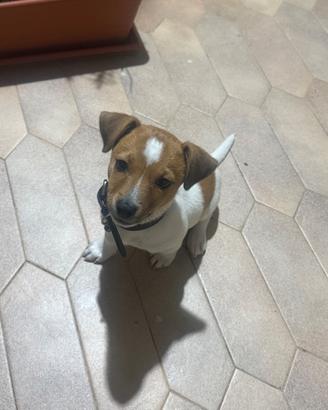 Cucciolo di jack Rassel
