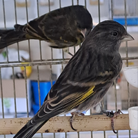 Ibridi di Negrito della Bolivia x canarina