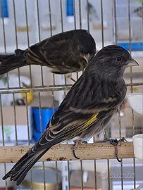 Ibridi di Negrito della Bolivia x canarina