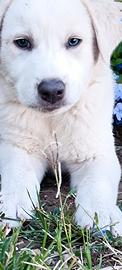 Solo ad amanti degli animali