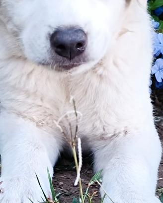 Solo ad amanti degli animali
