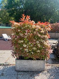 Piante Adulte e Fioriere di Pregio