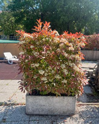 Piante Adulte e Fioriere di Pregio