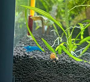 Caridine Blue Dream gamberetti acquario + omaggio