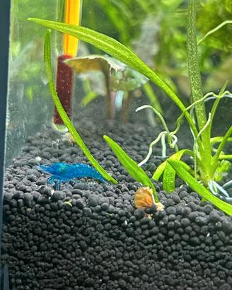 Caridine Blue Dream gamberetti acquario + omaggio