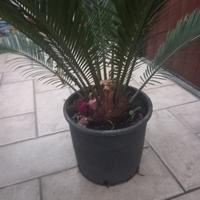cycas media e grandi