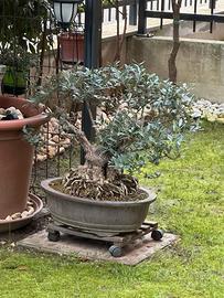 bonsai olivastro 60 anni