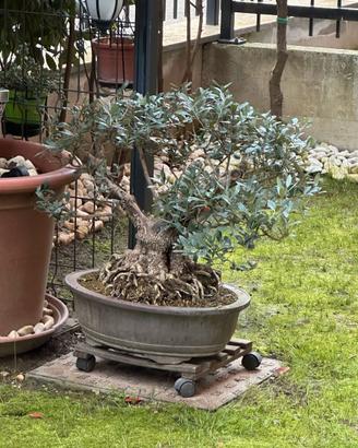 bonsai olivastro 60 anni