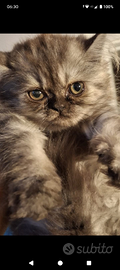 Gattine Persiane