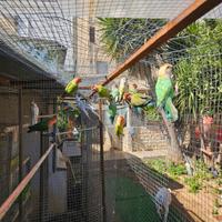 Allevamento pappagalli