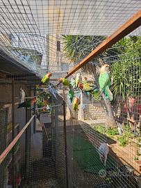 Allevamento pappagalli