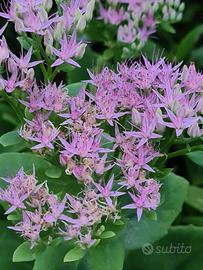 Sedum Telephium 