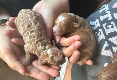 Cucciolata Barboncini Toy Albicocca - red