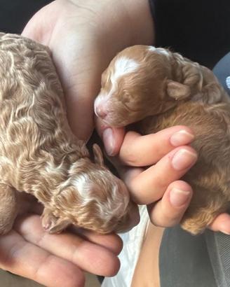 Cucciolata Barboncini Toy Albicocca - red