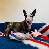 Bull terrier miniature