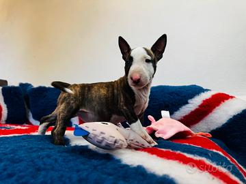 Bull terrier miniature