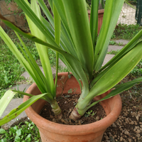 Piante di yucca