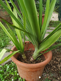 Piante di yucca