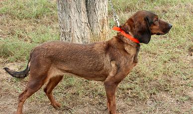 Dachsbracke pronta caccia