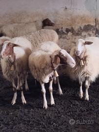 Pecore comisane