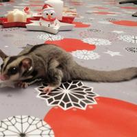 Petauro dello zucchero