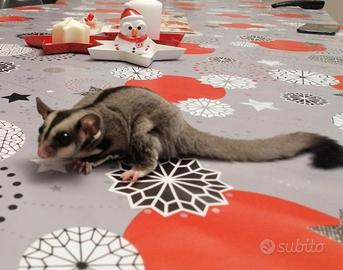 Petauro dello zucchero