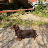 Disponibile per monta