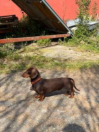 Disponibile per monta