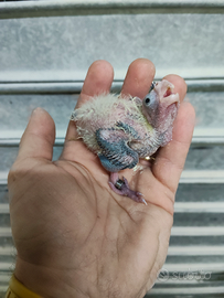 Calopsite pullo da imbecco