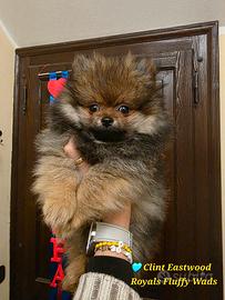 Spitz tedesco piccolo