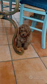 Cucciolo maschio barboncino toy