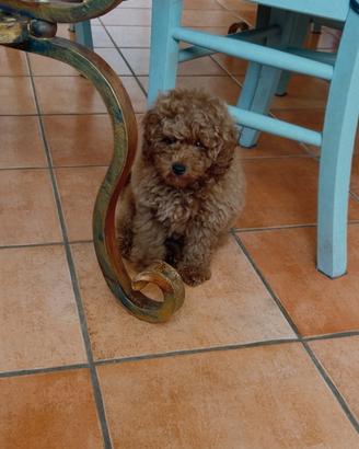 Cucciolo maschio barboncino toy