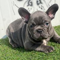 Bulldog francese