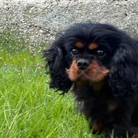 Ex fattrice cavalier king Charles spaniel