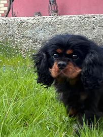 Ex fattrice cavalier king Charles spaniel