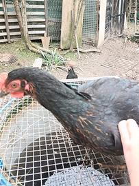 Galline ovaiole
