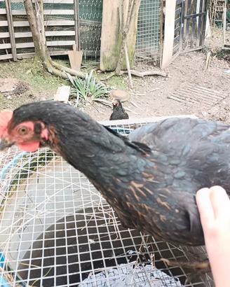 Galline ovaiole