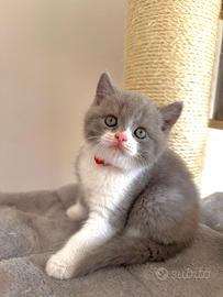 Maschietto British Shorthair