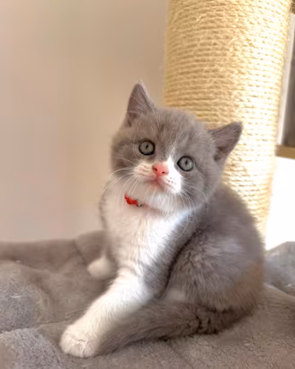 Maschietto British Shorthair