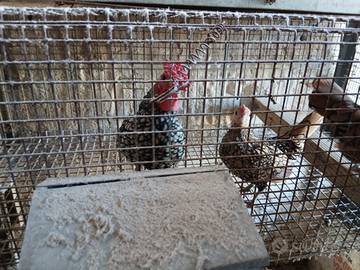 Galline nane sebtight