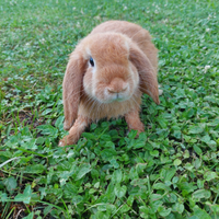 Coniglio mini lop