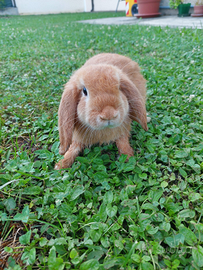 Coniglio mini lop